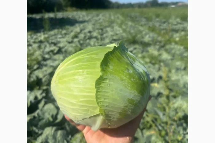 Продаж капусти гібрид Агресор- фото № 1
