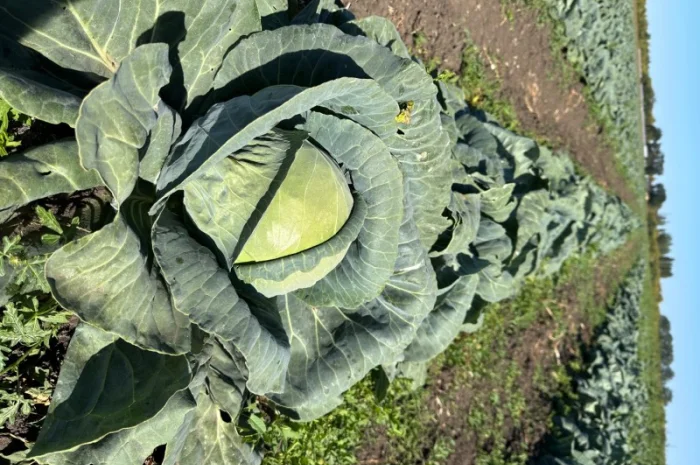 Капуста на продаж- фото № 1