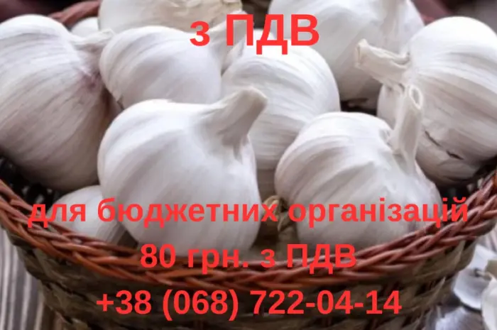 Продам чеснок с НДС для бюджетный организаций- фото № 1