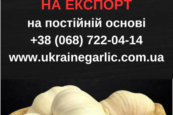 Продам чеснок на посадку- фото № 2
