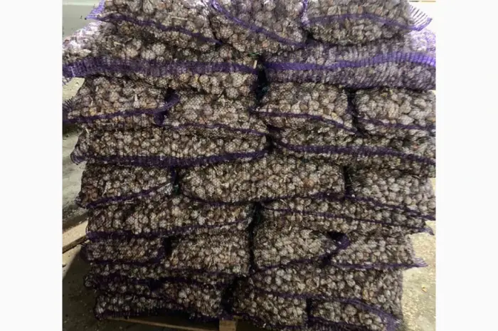 Продам чеснок на переработку или для общего питания- фото № 2