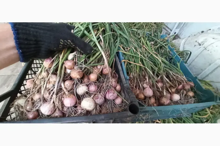 Продам Воздушку чеснока Любаша- фото № 5