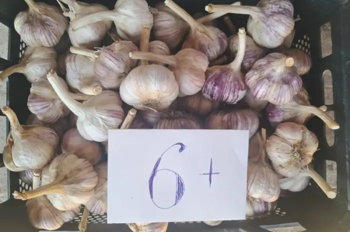 Продам чеснок Любаша- фото № 5