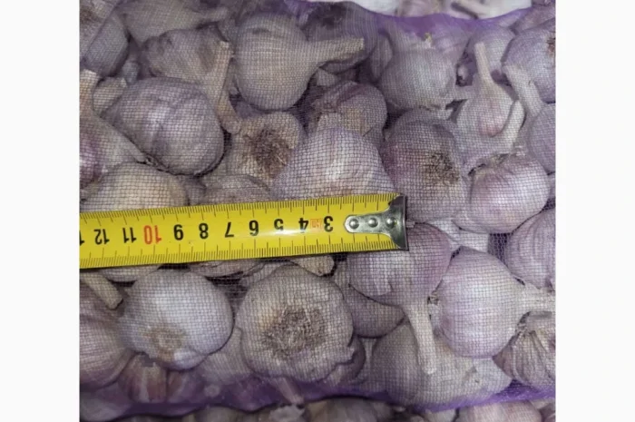 Часник Любаша 5+6- фото № 1