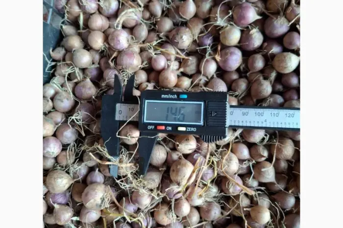 Продам воздушку чеснока сорт "Любаша"- фото № 6
