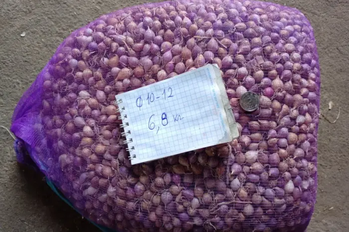 Продам ОДНОЗУБКУ чеснока сорта Любаша- фото № 3