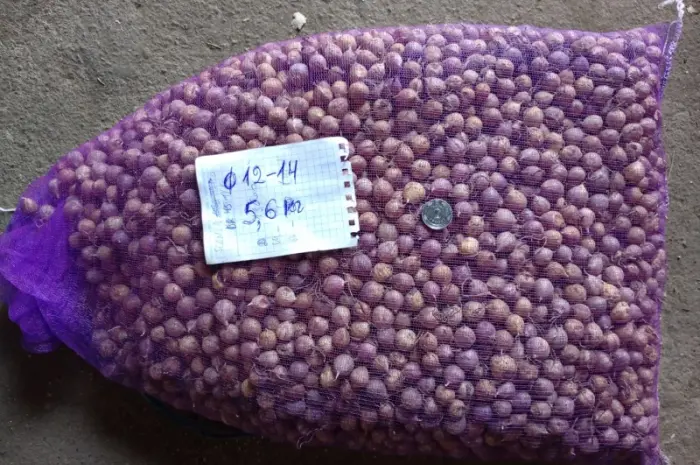 Продам ОДНОЗУБКУ чеснока сорта Любаша- фото № 4
