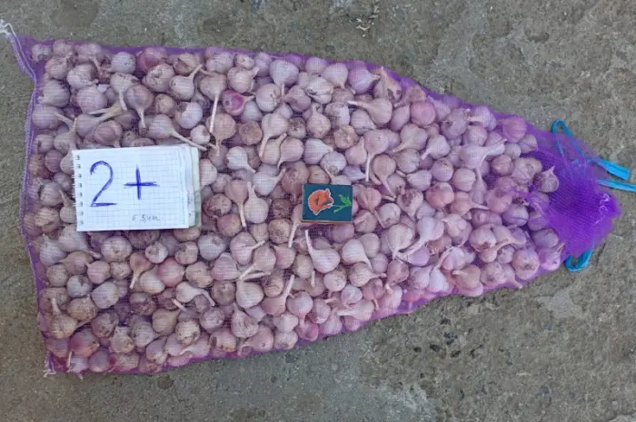 Продам чеснок Любаша 1 репродукция- фото № 1