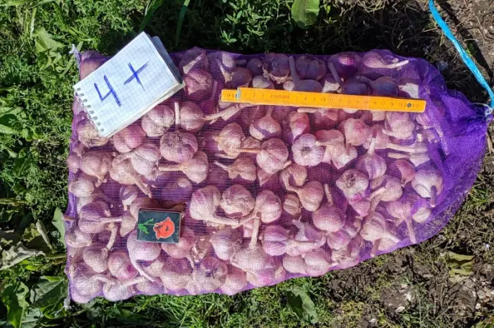 Продам чеснок Любаша 1 репродукция- фото № 3
