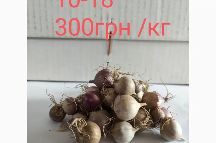 Продам однозубку чеснока сорта Любаша фракция 10-18(300грн)- фото № 1