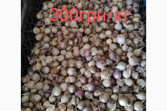 Продам однозубку чеснока сорта Любаша фракция 10-18(300грн)- фото № 2