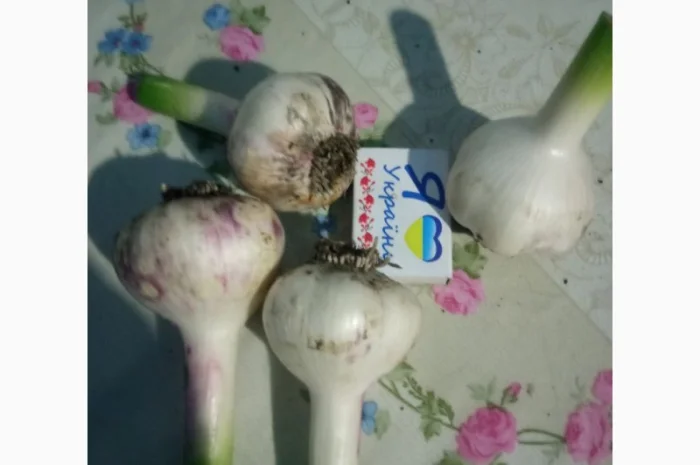 Чеснок сортов Любаша и Софіївський на продажу- фото № 1