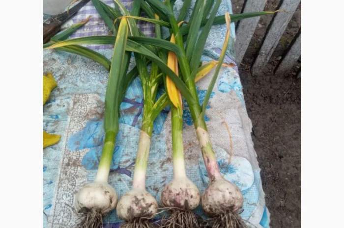 Чеснок сортов Любаша и Софіївський на продажу- фото № 2