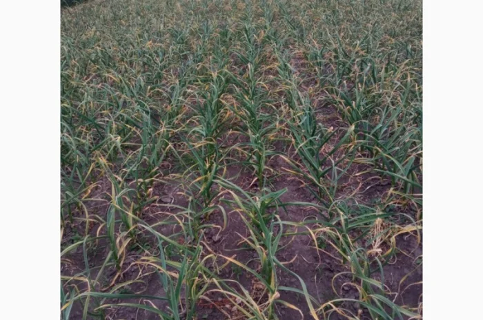 Чеснок сортов Любаша и Софіївський на продажу- фото № 3