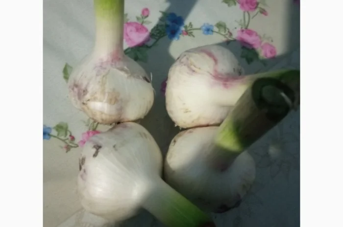 Чеснок сортов Любаша и Софіївський на продажу- фото № 4