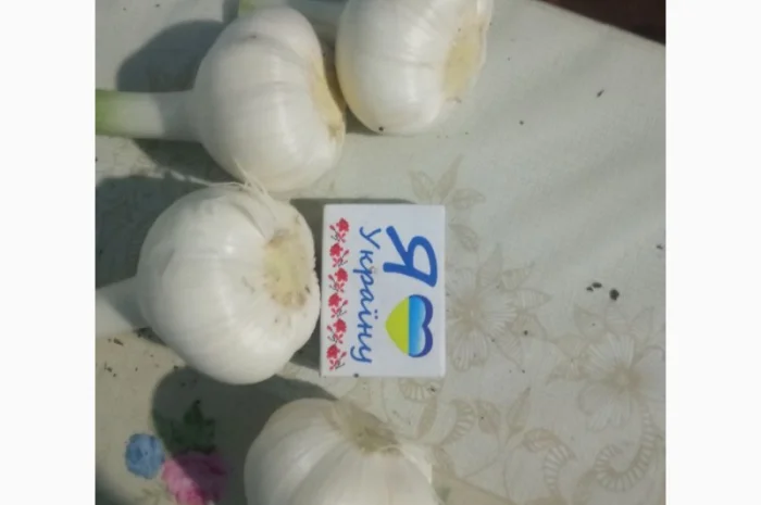 Чеснок сортов Любаша и Софіївський на продажу- фото № 5