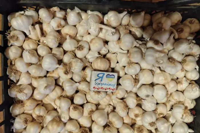 Продам чеснок ярый- фото № 1