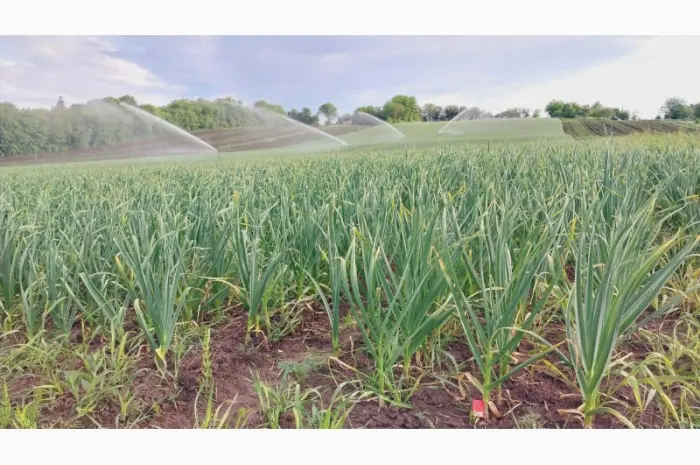 15 тонн ПРОДАМ ЧАСНИК Любаша Молодий Посадковий Товарний Озимий Чеснок Garlic- фото № 2