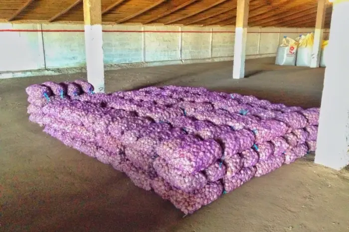 15 тонн ПРОДАМ ЧАСНИК Любаша Молодий Посадковий Товарний Озимий Чеснок Garlic- фото № 5