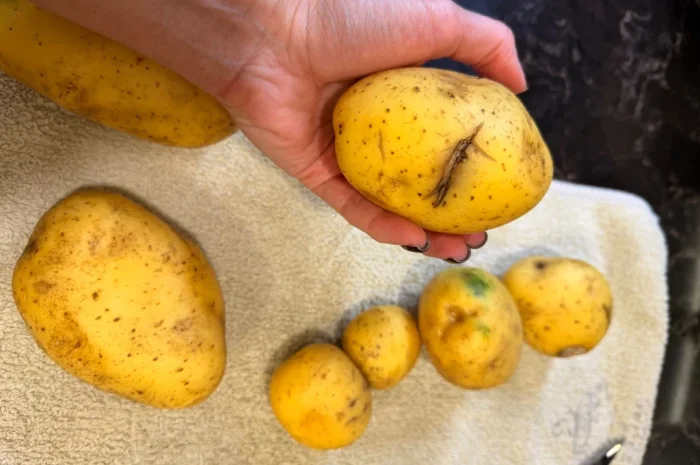 Продаж картоплі 5+ для харчування- фото № 3