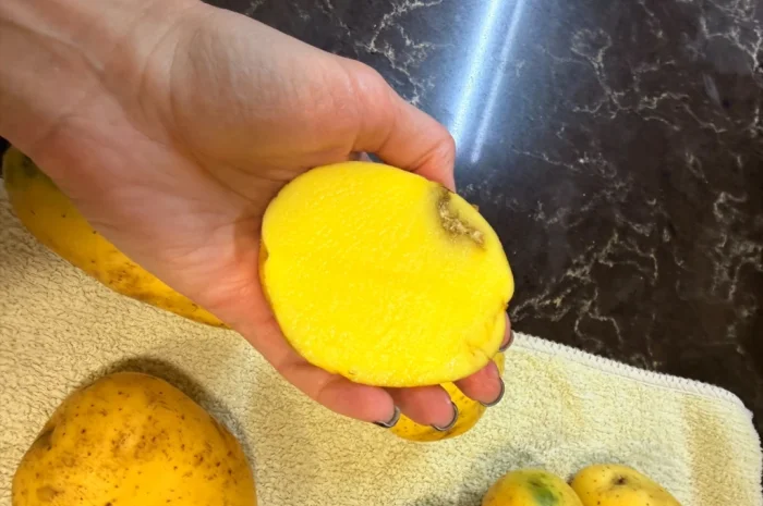 Продаж картоплі 5+ для харчування- фото № 4