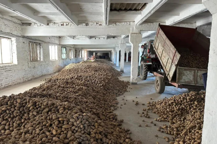 Куплю некондиційну картоплю- фото № 1