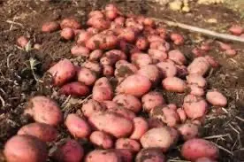 Семенной картофель Ред Леди Днепропетровская область купить- фото № 1