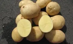 Семенной картофель Аризона Сумская область купить выгодно- фото № 1