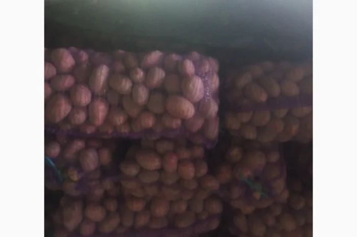 Продаж картоплі Бела Росса- фото № 1