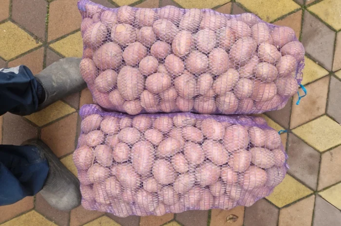 Картопля Біла Роза на продаж- фото № 1