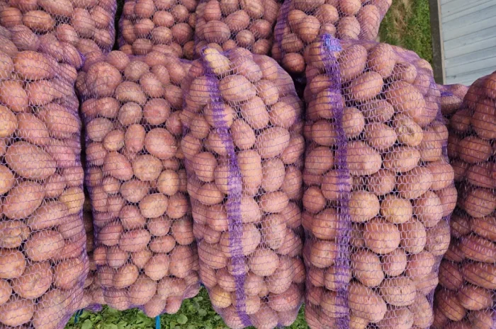 Картопля Біла Роза на продаж- фото № 2