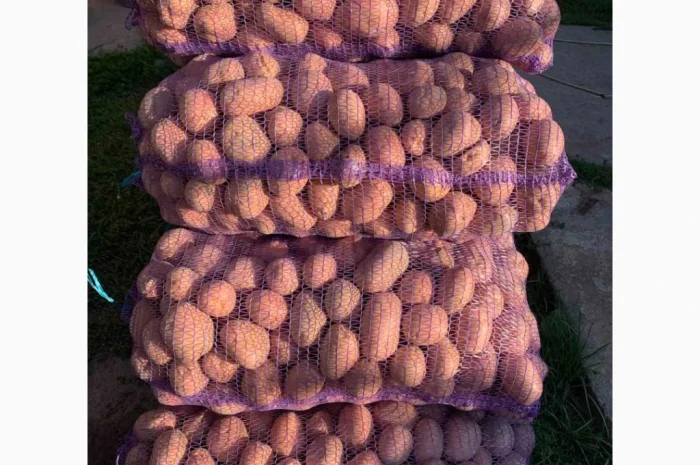 Картопля Біла Роза на продаж- фото № 3