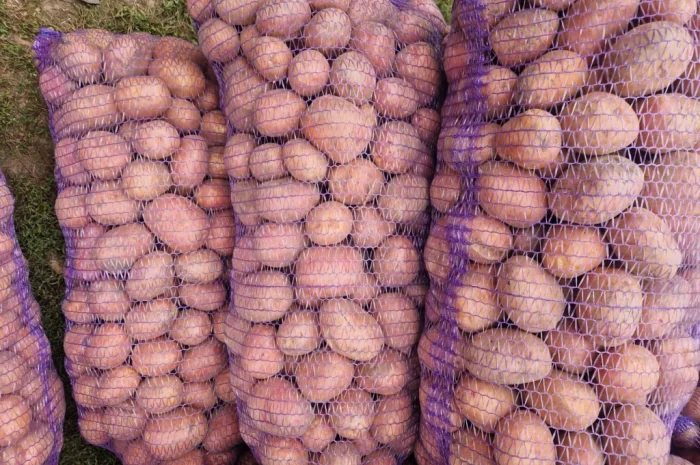 Картопля Біла Роза на продаж- фото № 4