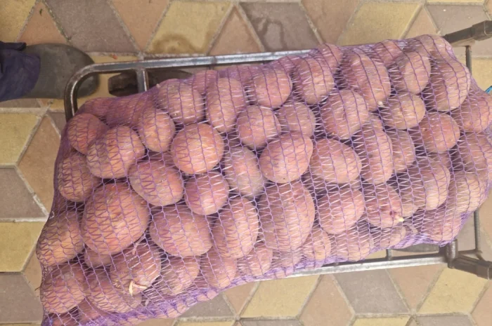 Картопля Біла Роза на продаж- фото № 6