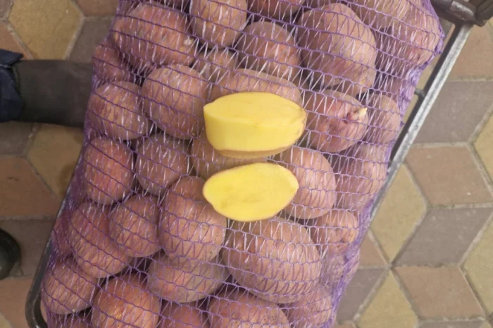 Картопля Біла Роза на продаж- фото № 7