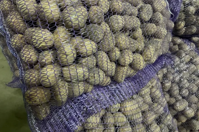 Поставка насіннєвої картоплі сорту Рів’єра для фермерських господарств- фото № 1