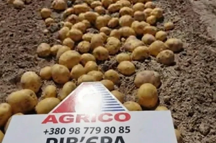 Насіннєва картопля Рів’єра 1-2 репродукція оптом від 5 тонн- фото № 1