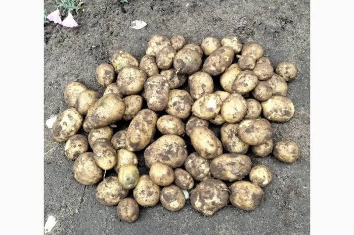 Продам молодую картошку- фото № 4