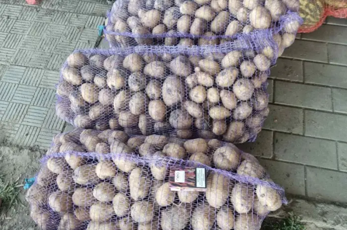 Продам картофель несколько сортов от поставщика с 20 тонн- фото № 5
