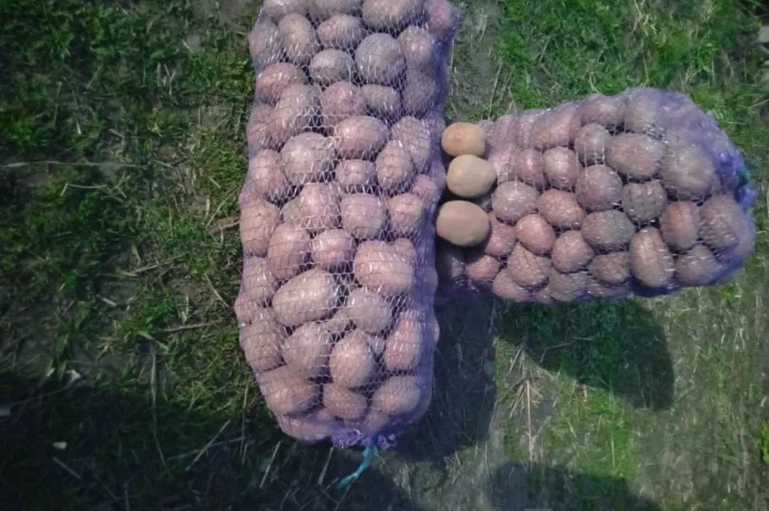 Продается картофель сорта Бела Роса- фото № 4