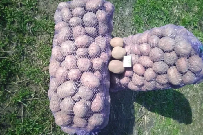 Продается картофель сорта Бела Роса- фото № 5