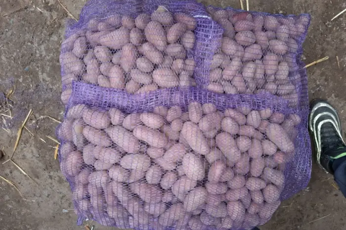 Продам семенной картофель отличного качества сорт Ривьера- фото № 5