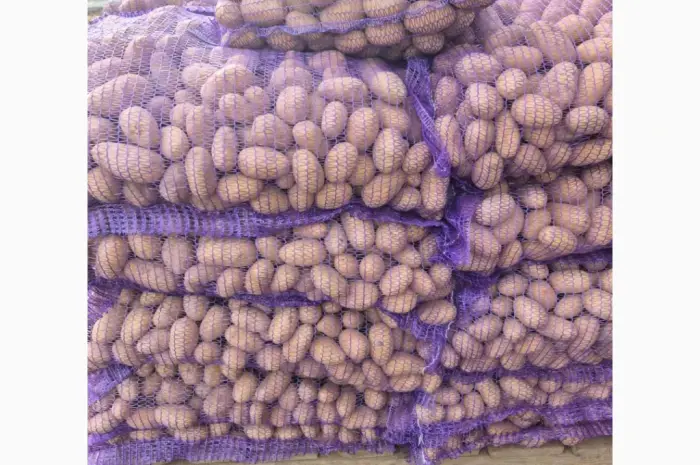 Продам семенной картофель отличного качества сорт Ривьера- фото № 8