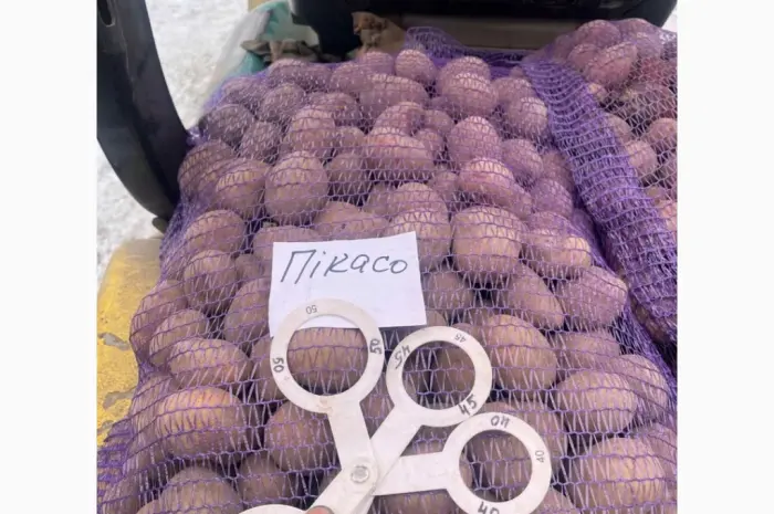 Продам семенной картофель сорта Пикасо. Крупный опт от 10 тонн. 2 репродукция- фото № 1