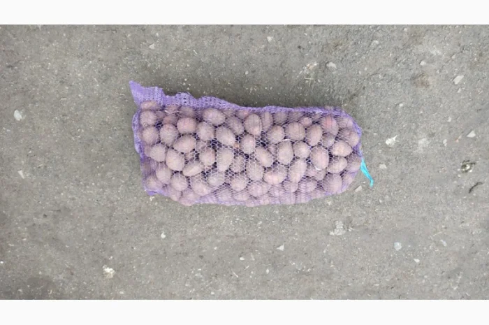 Картопля Ред Соня свіжої наборки на продажу- фото № 1