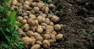 Закупівля картоплі оптом від 10 тонн у Чернігові- фото № 1