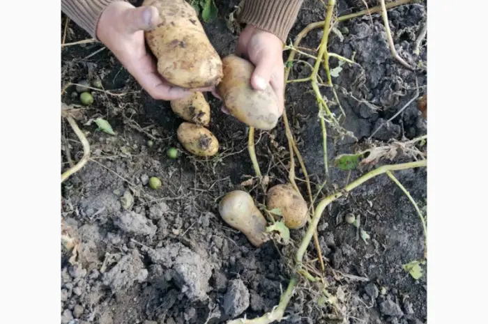 Продам картофель товарный- фото № 1
