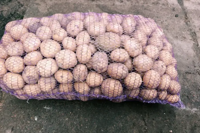 Продам картофель Ривьера посадочный 2 га репродукция- фото № 1