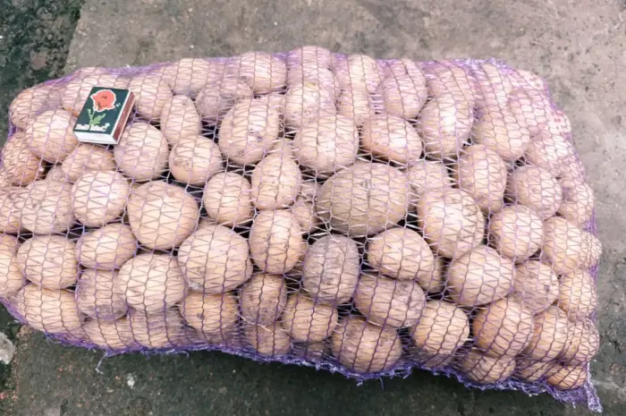 Продам картофель Ривьера посадочный 2 га репродукция- фото № 4