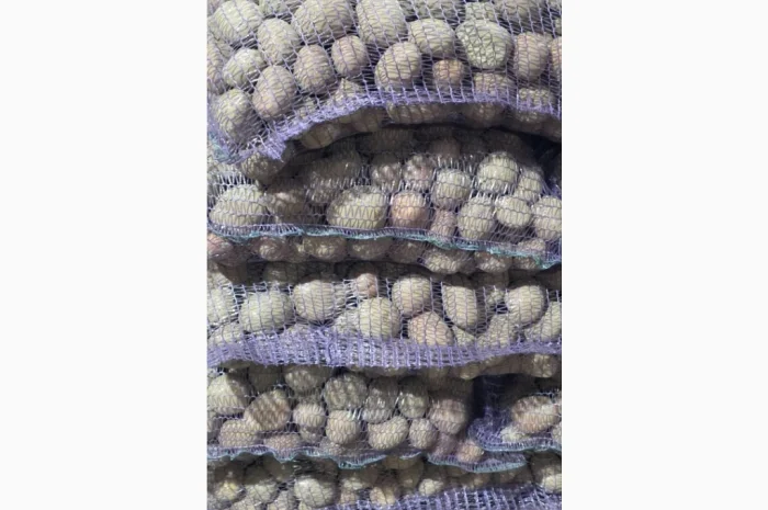 Продается семенной картофель сортов Гранада и Беллароса- фото № 1